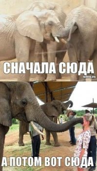 Любвеобильный слоненок пристает к симпатичной девушке