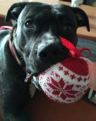 Спасибо за пост. Полностью согласна! Вот мой Лель. Тоже член семьи, ему скоро три года)