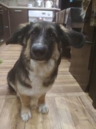 Но ведь это реально может быть случайно, вырвалась собачка на прогулке (когда течка у них башню рвет), да мало ли еще что Не вижу в этом особой проблемы если щенков пристраивают, а не выбрасывают на улицу.
Я вот свою в приюте взял, что там намешано х.з., окрас немца, морда больше на колли похожа, уши здоровые, лапки как у бассета, очень добрая, позитивная, сообразительная и любознательная псинка, к тому же - эксклюзивчик)))