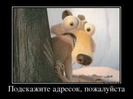 «Где мои жёлуди, бро?!» Хитрый дятел сделал многотысячный запас еды… в бассейне!