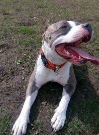 Я тоже раньше этих, якобы бойцовых, собак побаивался. Но несколько лет назад у нас подъезде поселилась женщина большая любительница амстаффов и с тех пор у меня очень сильно поменялось мнение об этой породе.
Вот её нынешняя красавица. Причем с моим уиппетом дружат не разлей вода:)