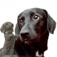 “Всё выглядело хорошо. Но всё было плохо!” Ночью пёс поднял хозяйку с кровати, рядом погибал ее сын