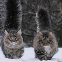 Без котиков "низачёт"