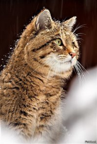 Без котиков "низачёт"