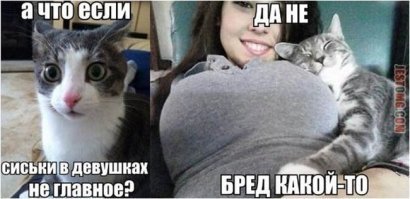 Субботний котопост