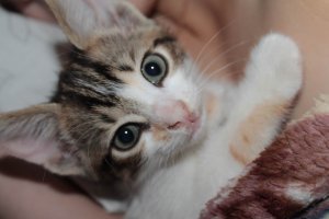 Субботний котопост
