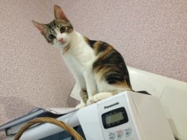 Субботний котопост