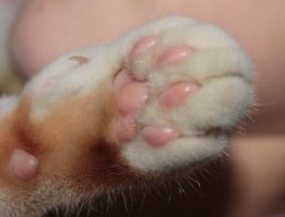 Субботний котопост