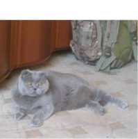 Я Ричард. Мне 16 лет. Я умею спать на спине, сидеть на диване как человек, тянуться и зевать, стоя на задних лапах.