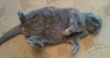 Я Ричард. Мне 16 лет. Я умею спать на спине, сидеть на диване как человек, тянуться и зевать, стоя на задних лапах.