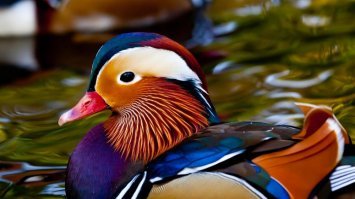 Самые красивые животные мира