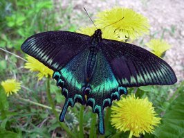 Дальневосточный махаон.