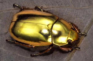 Золотой скарабей