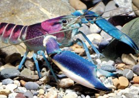 Цветной рак