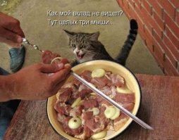 Субботний котопост