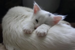 Субботний котопост