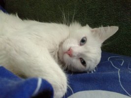 Субботний котопост