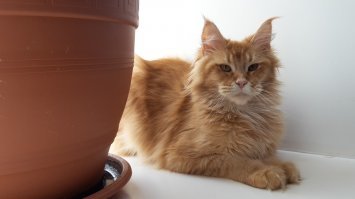 Это моя наглая рыжая морда - кот Себастьян (Сева) 7 месяцев. :)