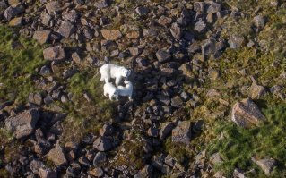 Быстро и высоко забрался фотограф... не достать!