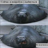 Из видео с дог-шоу вырезали собак, и получилось очень смешно