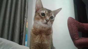 А у нашей шарфик из натурального меха