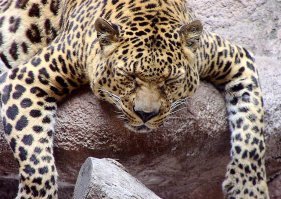 .."Как рассказал автор фотосерии Пол Гольдштейн, после неудачи с зеброй леопард ушел в запой.."