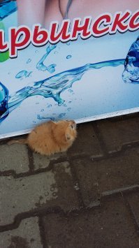 В Уральске ИЮНЬ..котенок у квасной бочки..хорошенький ( но мы в гости приехали)...КУДА???
 Девочка казашка- вы не беспокойтесь,я его заберу.
