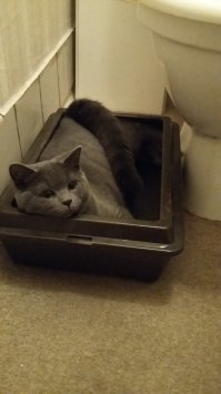 Без КОТОВ нет жизни.