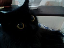 “Я пойду с тобой хоть на край света!” рыжий котенок сам выбрал себе хозяина