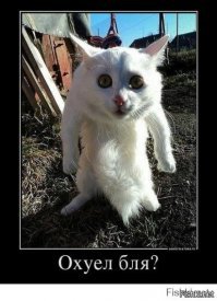 Драма на Даунинг-стрит: кот главы МИД Британии подрался с котом премьер-министра