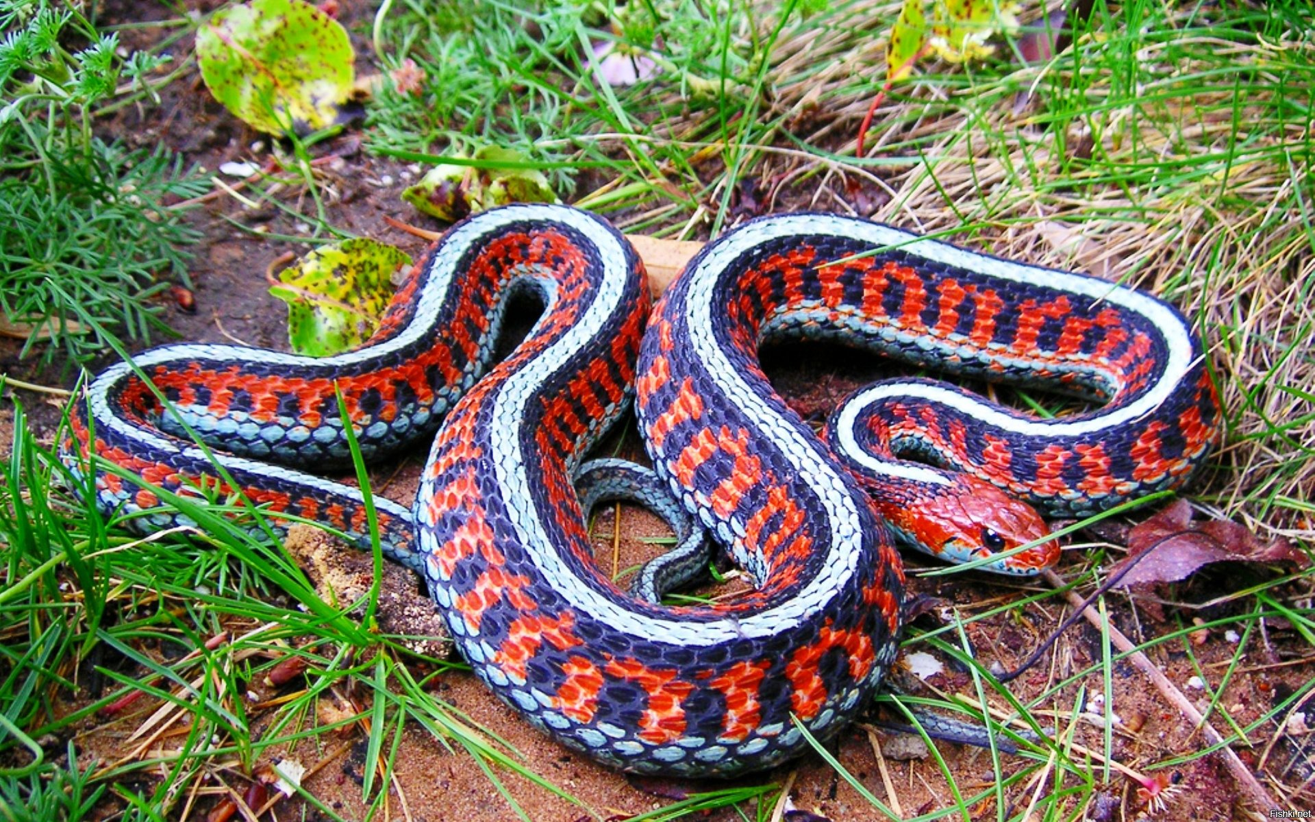 Какое название змеи. Краснобокая подвязочная змея. Калифорнийская Краснобокая змея. Калифорнийскаяподвязочная змеяъ. Калифорнийская Краснобокая Garter Snake змея.