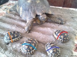 Только, пожалуйста, не говори, что ты дала им другие имена!!!