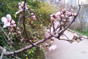 Россия зимой. Севастополь-январь.