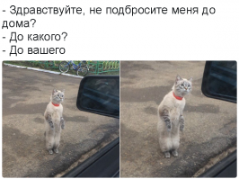 “Я пойду с тобой хоть на край света!” рыжий котенок сам выбрал себе хозяина