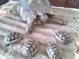 Моя сорокалетняя со своими приемными.