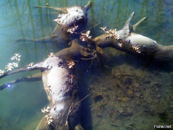 Именно по этому в средневековье и боялись приближаться к воде.