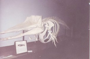 вот вам скелет кашалота - собственноручно в Кении в Найроби фоткал.