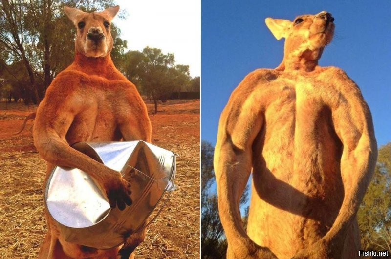 В Австралии кенгуру сломал челюсть 19-летнему охотнику
