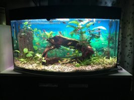 у меня барбусы  то же такие .. и светятся  аквариум 240 л :)