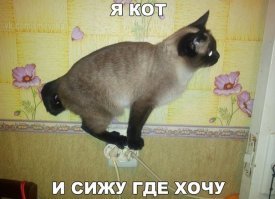 В Турции невозмутимый кот заблокировал выход с эскалатора