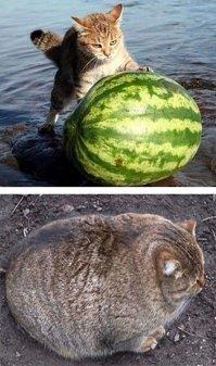 Когда немного переел