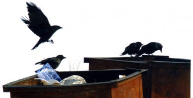 а  наши где перелетные пернатые которые от одного бачка к другому летают