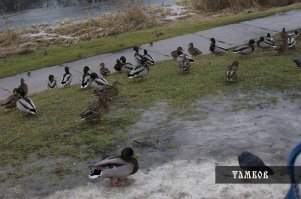 Так берег обещали, берег и показали. Даже с кусочком Цны.