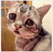 Котейку жалко...