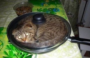 Вы не любите животных? Вы просто не умеете их готовить!