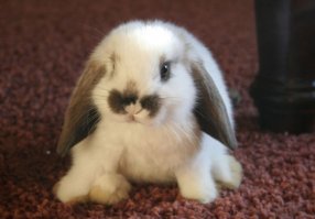 А кроликов!?