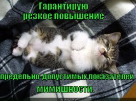 Два друга-пёсика готовы на всё, чтобы завоевать сердце маленькой прекрасной дамы