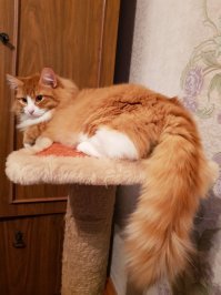 он оооочень пушистым стал!!!!И крайне милым...и нахаленышем))) новые хозяева все время фотками делятся...