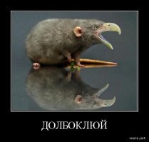 Примотать бы их к слоны и заставить того попрыгать, и посмотреть кого бы им было. Зверюшек жалко.