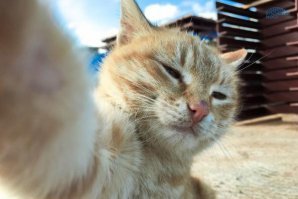 Лучшие собачьи селфи для поднятия настроения